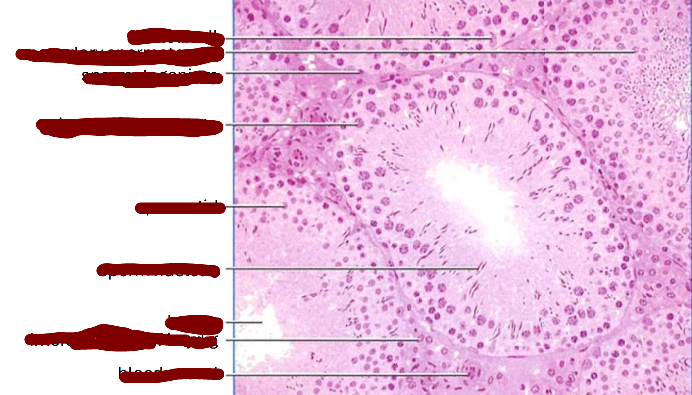 <p>section through part of a rat testis showing seminiferous tubules </p>