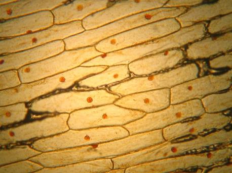 <p>What cell is this.</p>