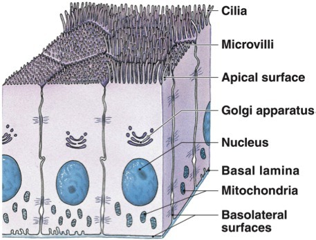 <p>Although both are extensions of the cell (plasma) membrane, microvilli helps increase surface area of membrane whereas cilia can move materials over the surface.</p>