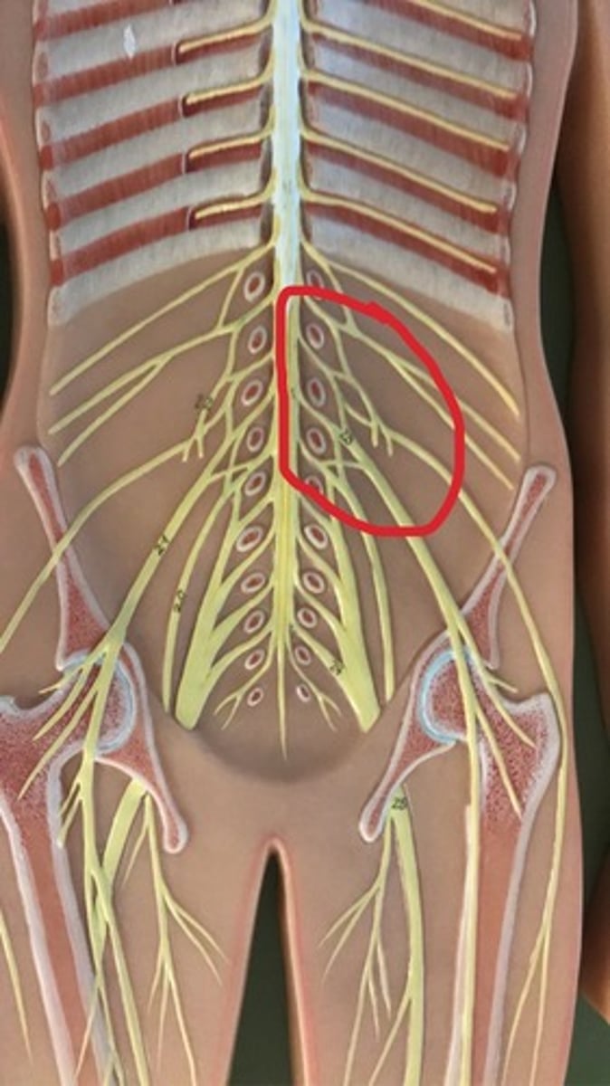 <p>lumbar and thoracic</p>