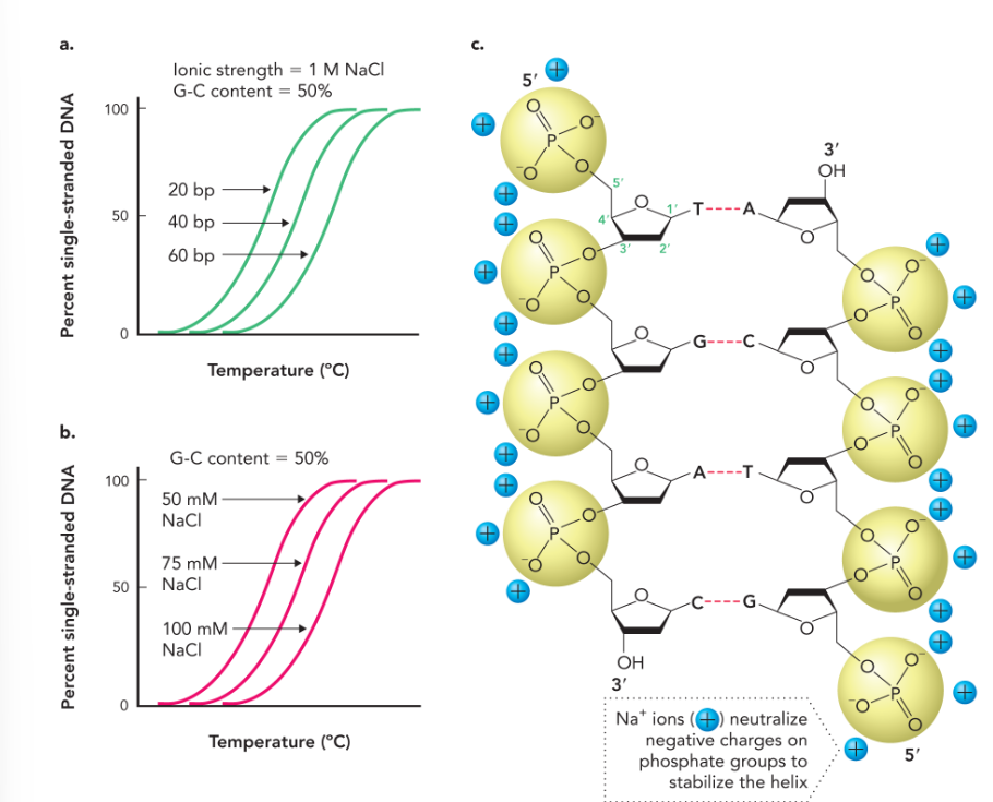 <ul><li><p>more G-C base pairs</p></li><li><p>longer DNA strand</p></li><li><p>increased concentration of positively charged ions </p></li></ul><p></p>