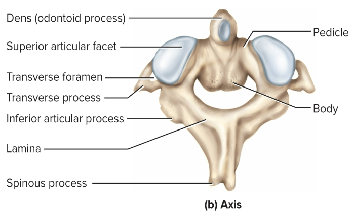 <p>Axis</p>