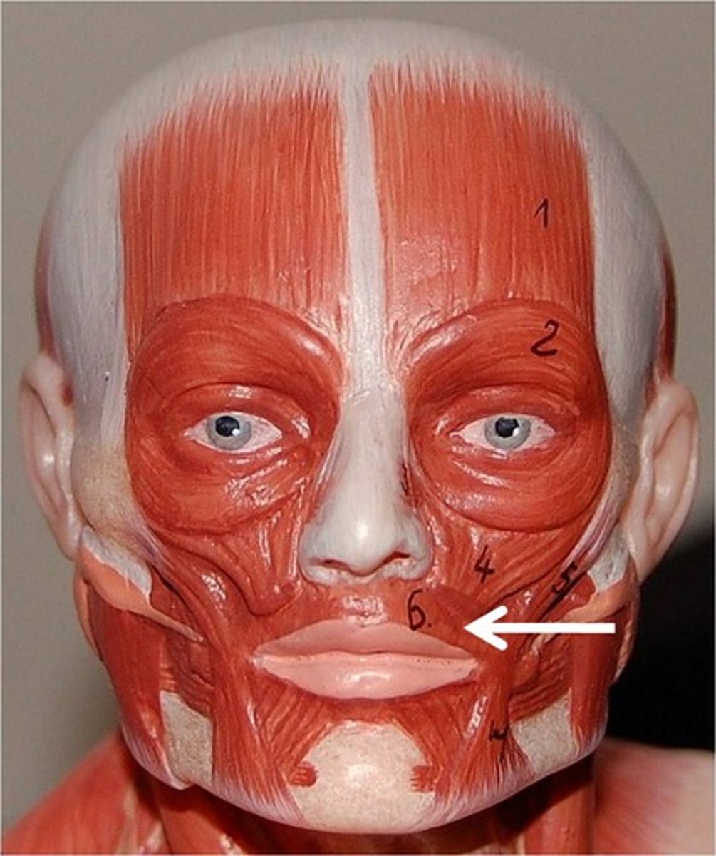 <p>closes and protrudes lips</p>