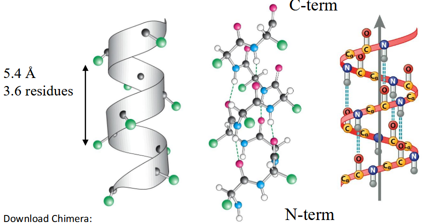 <p>All N-H and C=O pairs make H-bonds except the first 3 N-H (at N-terminus) and last three C=O (at C-terminus); Residue "i" C=O makes H-bond with residue "i+4" N-H; common; i, i+3 and i+4 residues reside on the same face of the alpha-helix so they can interact with side chains at i+3/i+4 positions using salt-bridges, hydrogen bonding, pi-stacking or van der Waals interactions</p>