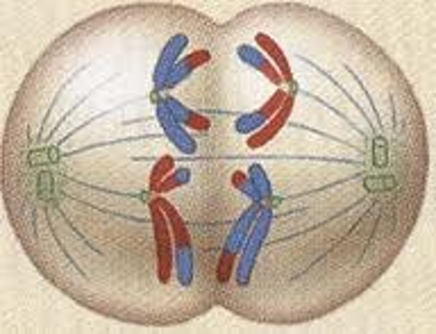 <p>homologous chromosomes separate and are pulled to opposite ends of the cell</p>