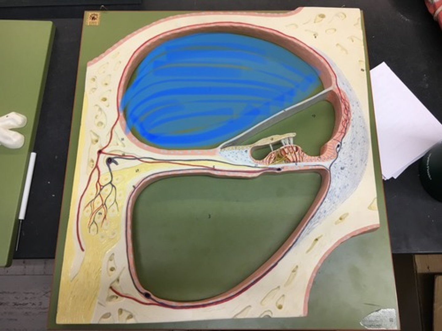 <p>a perilymph-filled cavity inside the cochlea of the inner ear that conducts sound vibrations to the cochlear duct</p>