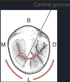 <p><span>curve central groove</span></p>