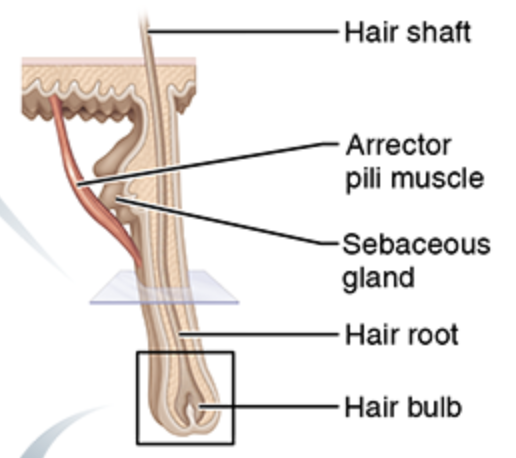 <p>Non-living, visible portion of hair</p>