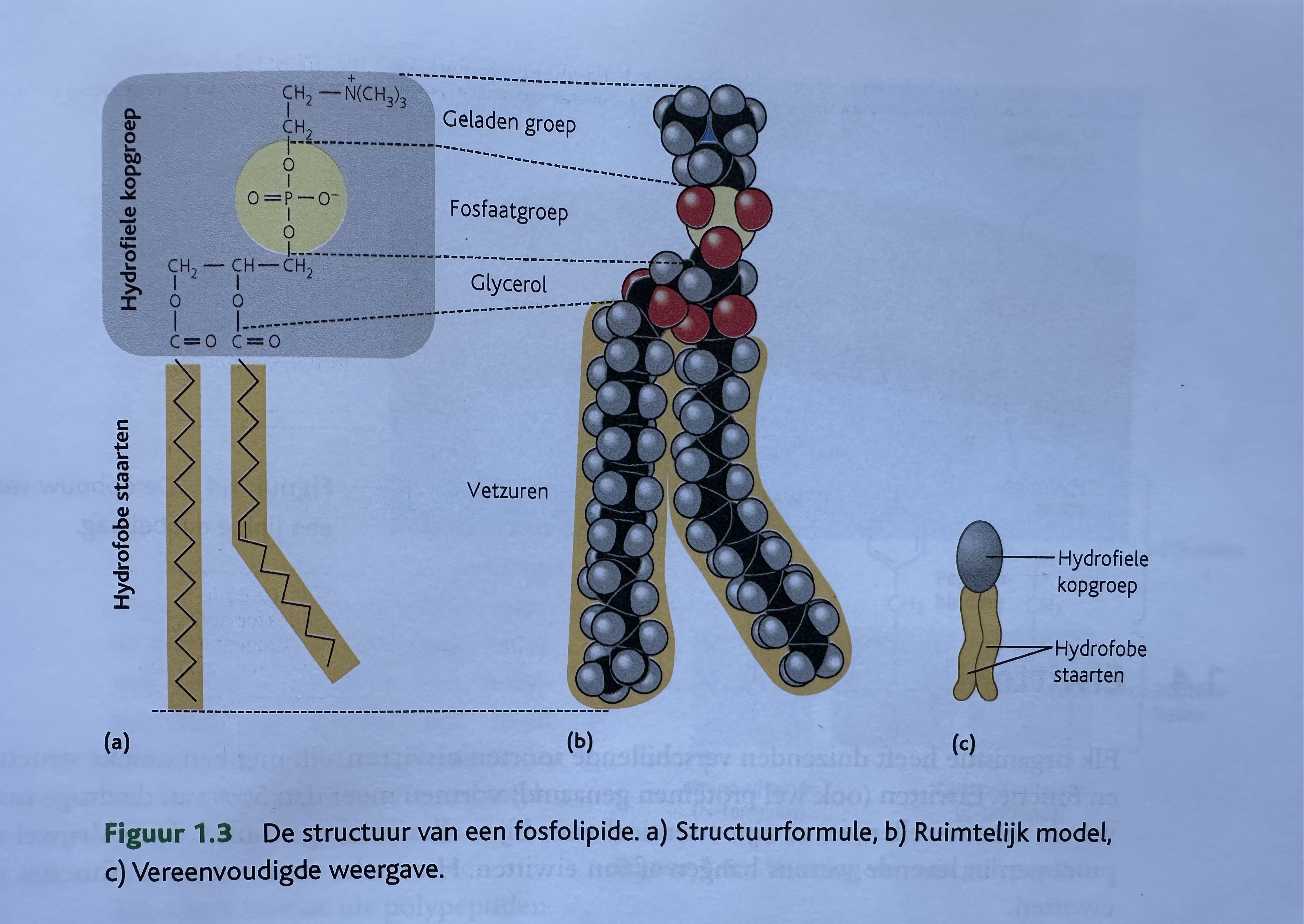 <p>Essentiële bouwstenen voor celmembraan</p><p>Lijken op vetten, maar hebben 2 vetzuren aan glycerolmolecuul aan de overgebleven hydroxylgroep zit een fosfaatgroep gebonden</p>