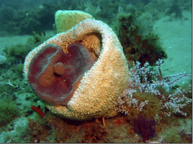 <p>“The sponges”, </p><p>have no germ layers but have two cell layers. </p><p>No organs + asymmetric + invertebrates + sessile </p><p>*Diploblastic acoelomates—no coelom </p><p>ie. sponges</p>