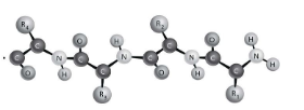 <p>Figure 2-2 depicts the (primary/secondary/tertiary) structure of a protein</p>