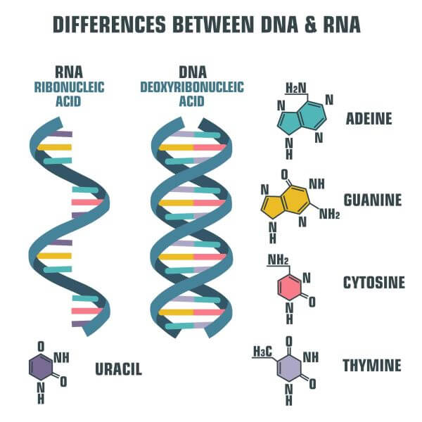 <p>DNA: deoxyribonucleic acid</p><p>RNA: ribonucleic acid</p>
