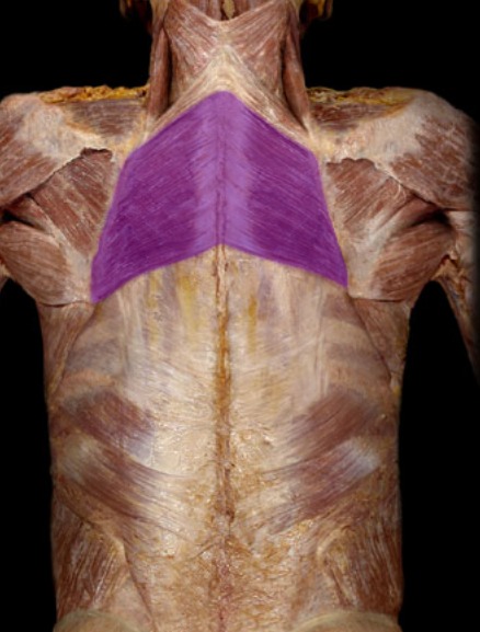 <p>bigger and inferior; run between scapula and vertebrae; deep to trapezius</p>