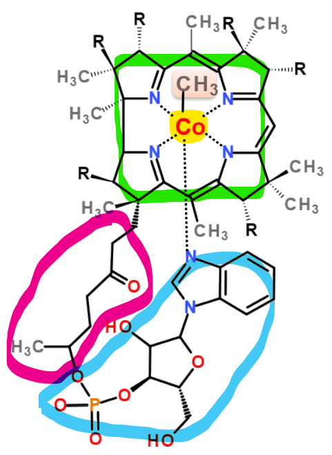 <p>What is being indicated by the YELLOW on the image of Cobalamin?</p>