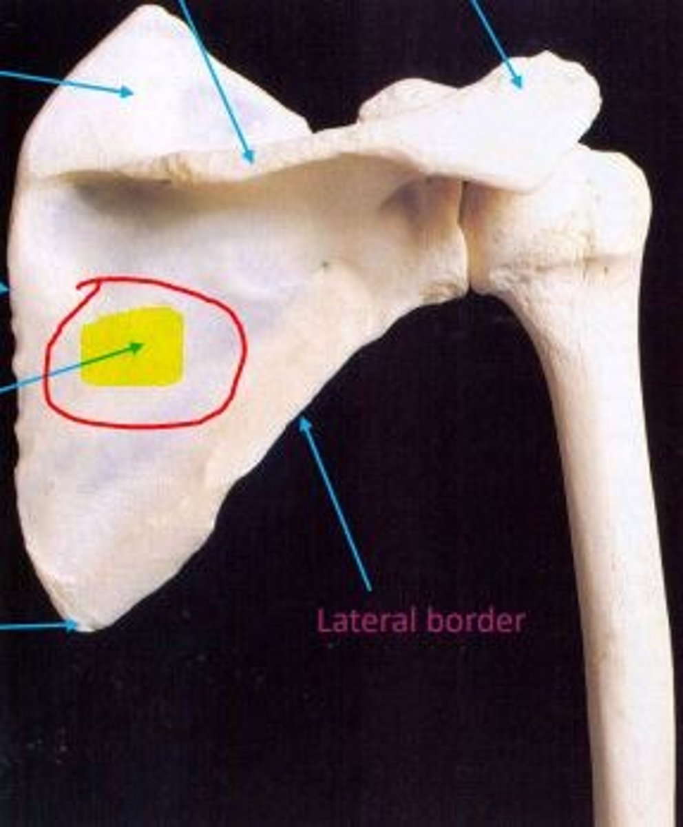 <p>Infraspinous fossa</p><p>Infraspinatus muscle attachment point</p>