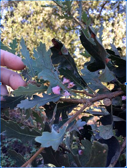 <p>Order: </p><p>Family: </p><p>Genus: </p><p>Species: </p>
