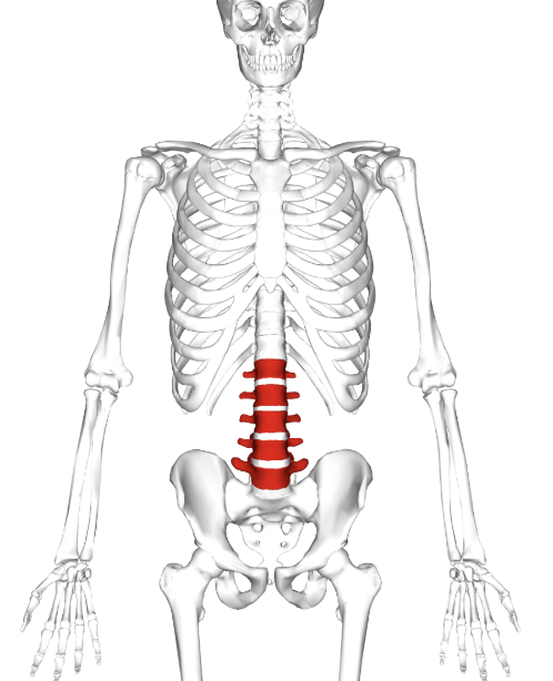 <p>What is this bone? </p>