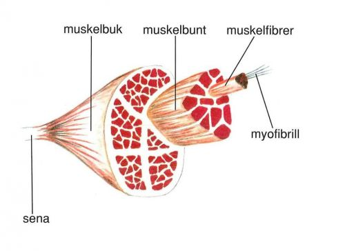 <p>Indelade i “buntar” i 3 storleksnivåer där den minska är rena cell-muskel-fibrer </p>