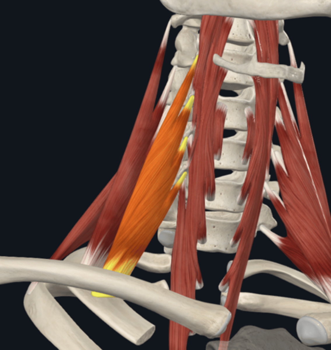 <p>What is the attachment of the anterior scalene muscle of the prevertebral muscles? What is its function?</p>