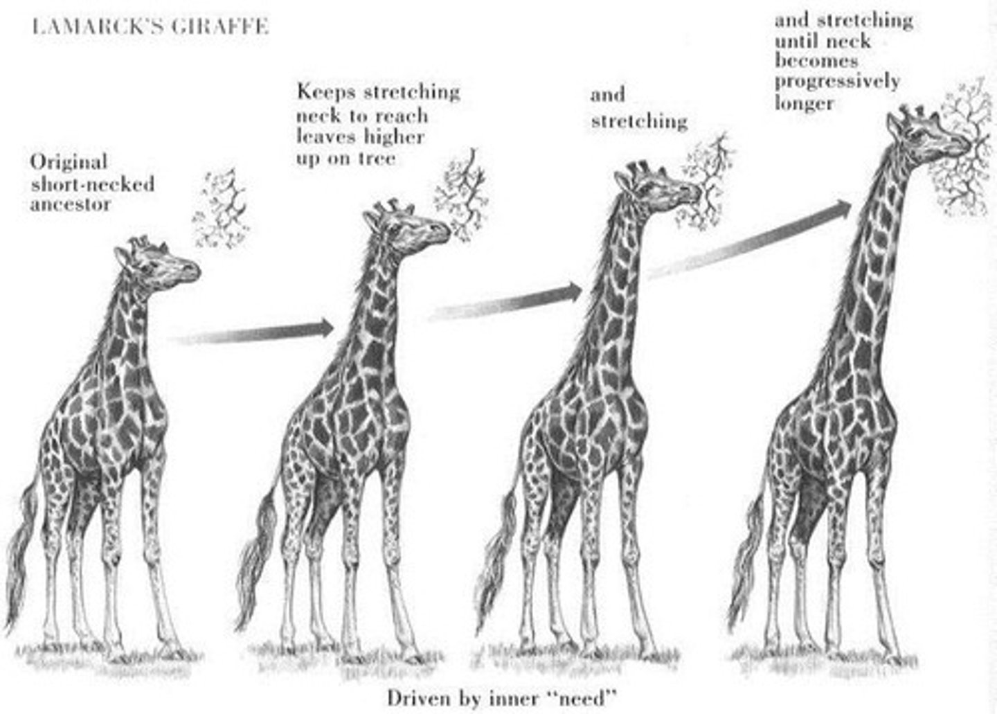 <p>indi. traits = MODIFIED over lifespan = passed --&gt; offspring</p>