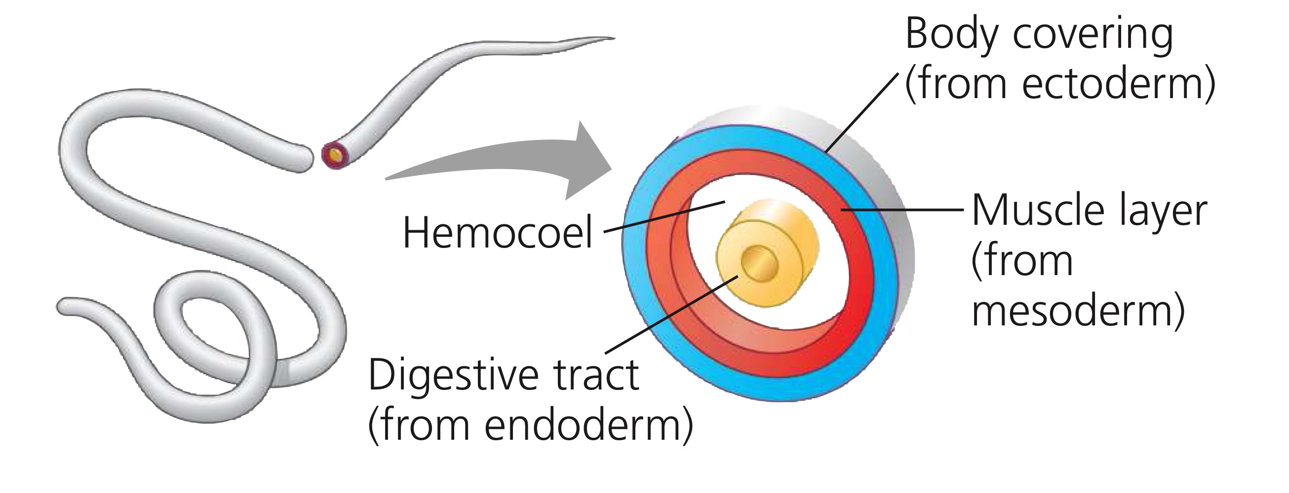 <p>Cavity between the endoderm and the mesoderm.</p>