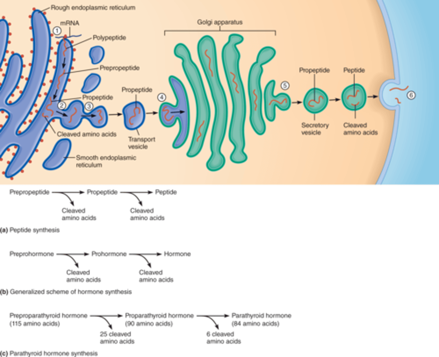 <p>-are a huge class of ligands which includes: Hormones Neurotransmitters, cytokines.</p><p>-They are synthesized by classical transcription and translation ( by ribosomes at the Rough endoplasmic reticulum (RER))</p><p>-They are stored in vesicles until they are needed; then when needed the will be released via exocytosis.</p><p>-They are classified according to their size.</p><p>-Examples of peptides are: Insulin and Antidiuretic hormone (ADH).</p>