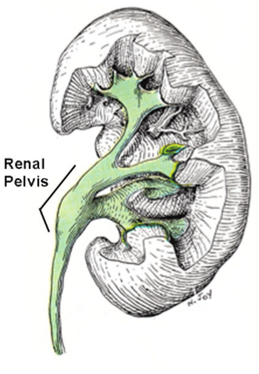 <p>renal pelvis</p>