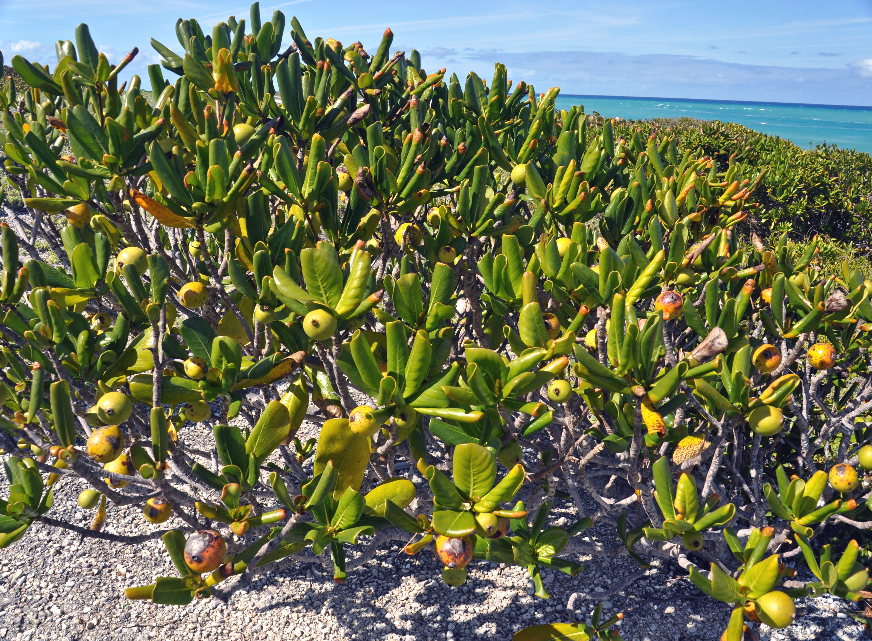 <p>Leaves: Large, shiny, green, and leathery, with an obovate shape</p><p>Flowers: Small, white, star-shaped, and fragrant, with pink tips</p><p>Fruit: Lemon-shaped, green when unripe, then yellow, dark brown, and black when ripe</p><p>Wood: Dark brown or reddish brown, heavy, and hard</p><p>Bark: Gray and mostly smooth</p>