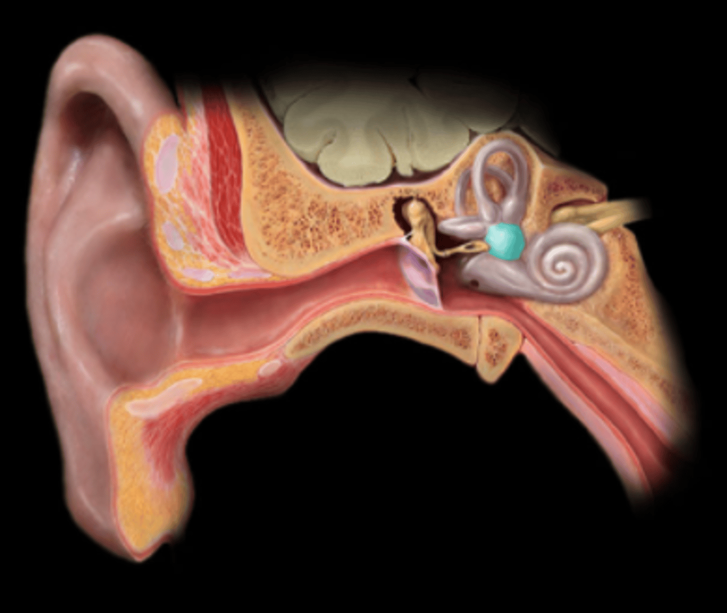 <p>central chamber in the inner ear that contains the utricle and saccule, which are crucial for balance and equilibrium; senses head position relative to gravity, and linear acceleration</p>
