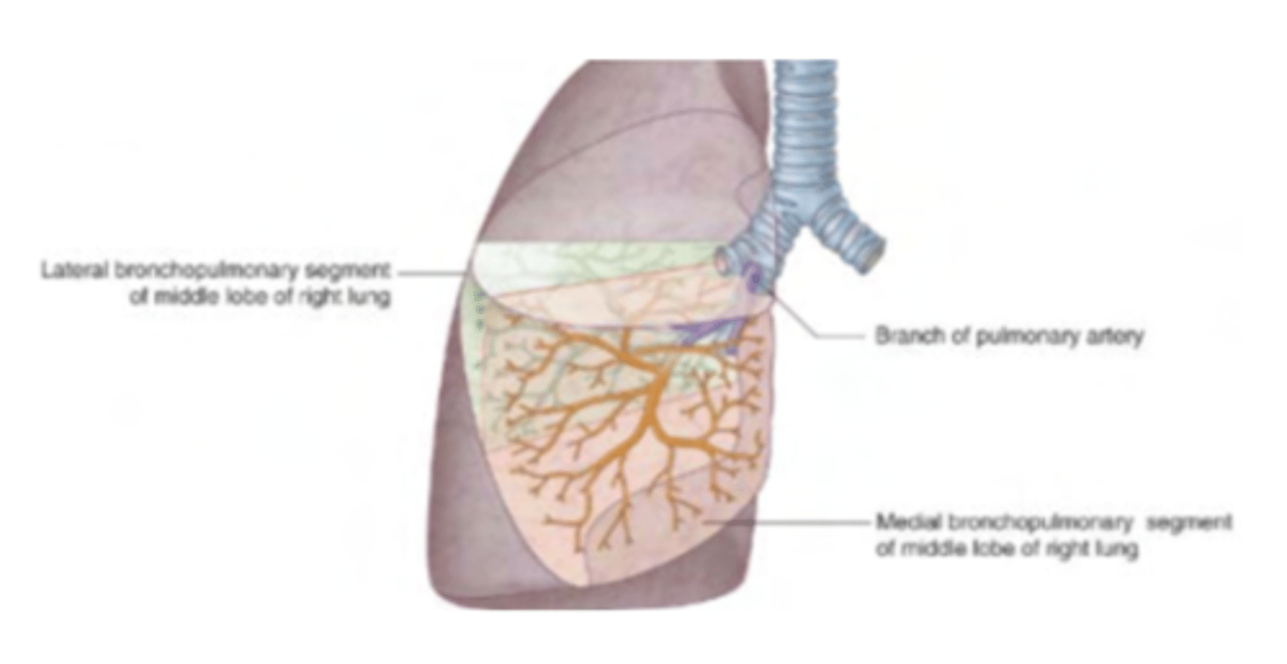 <p>. smallest functional independent region</p><p>Each have their own bronchus and their own artery</p><p>Veins are intersegmental</p><p>It can be dissected and removed (important in cancer surgery)</p>