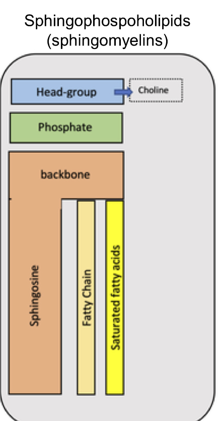 <p>Sphingophospoholipids</p><p>(sphingomyelins) Structure</p>