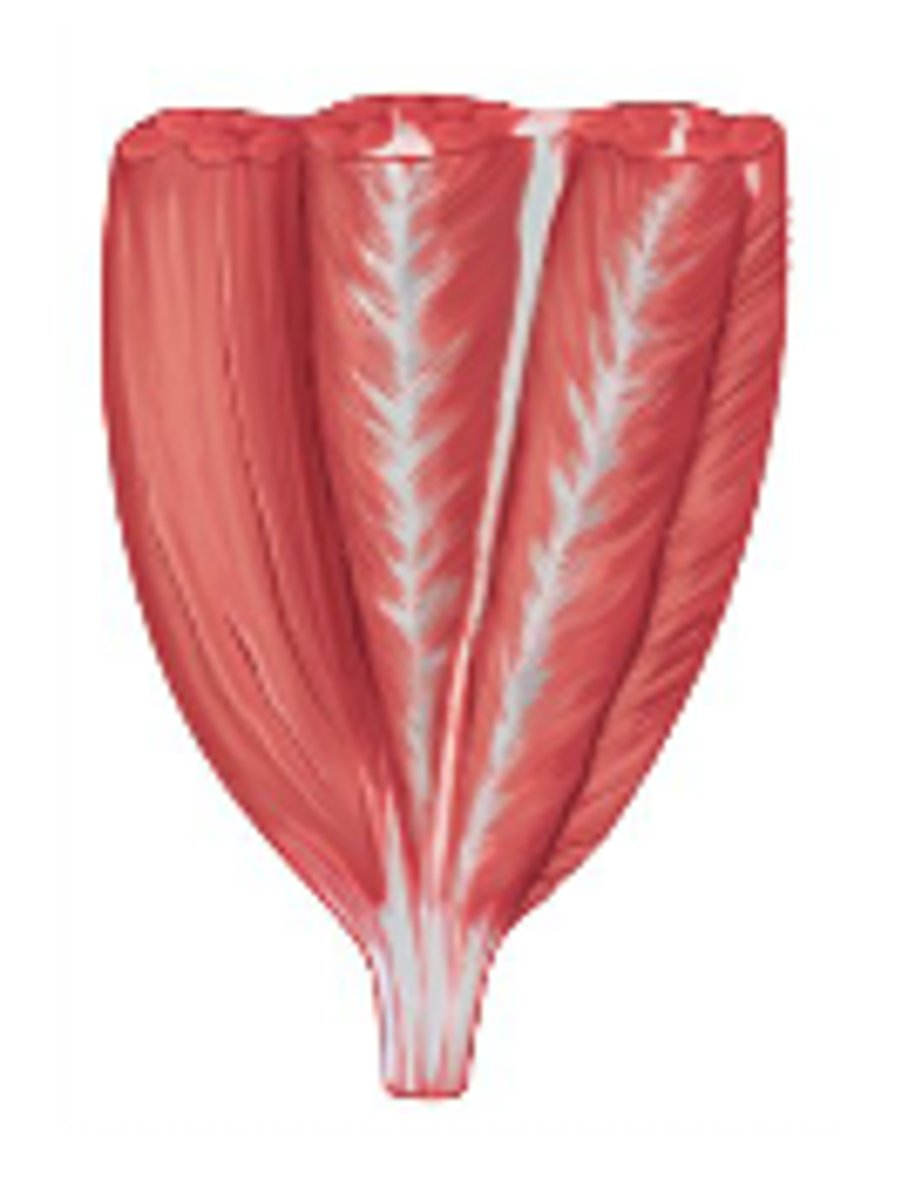 <p>appears as feathers inserting into one tendon (e.g., deltoid)</p>