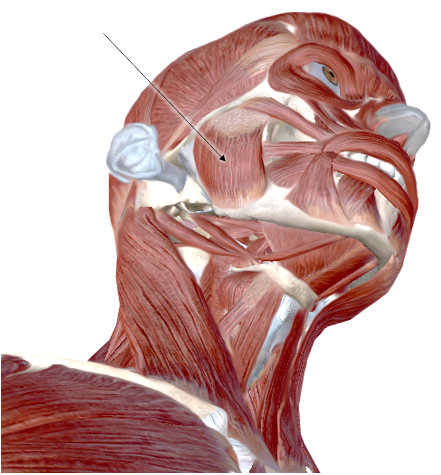 <p>name the muscle</p>
