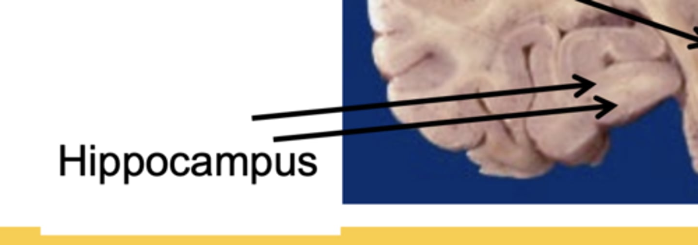 <p>learning and memory formation</p>