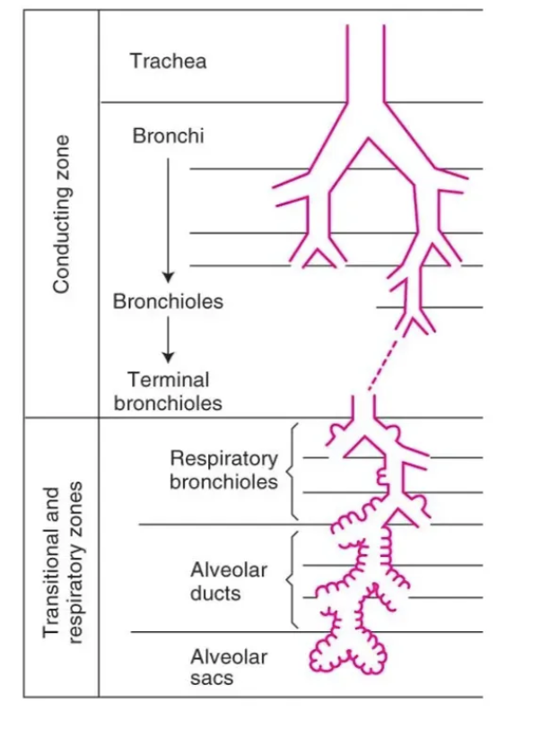 <p>terminal bronchioles </p>