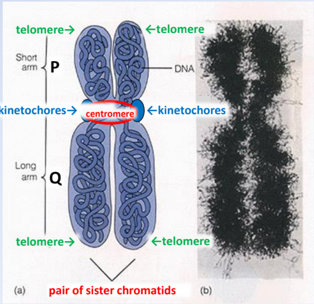 <p>kinetochores </p>