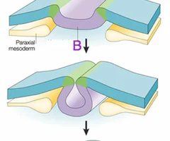 <p>forms when the neural plate rolls up at the edges</p>