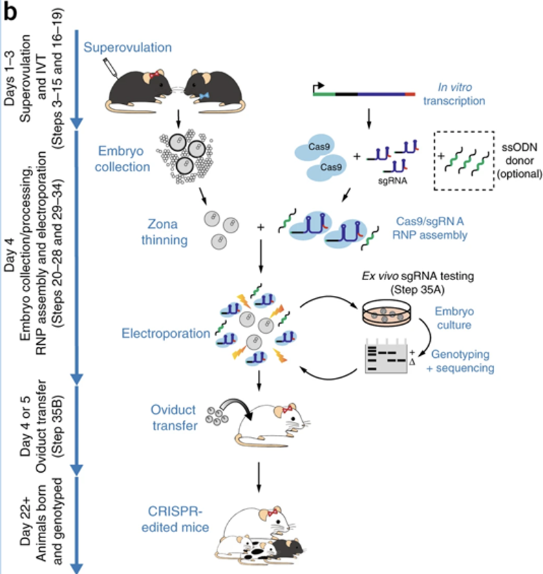 <p>Can be used for germ-line incorporation</p><ul><li><p>these modifications can be adapted for mouse embryo genome engineering</p></li></ul><p></p>