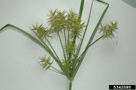 <p><span>&nbsp;Perennial grassy weed with triangular stems and spiky seed heads, often found in wet areas.</span></p>