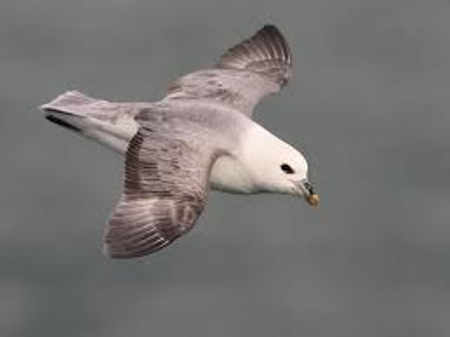 <p>Pelagic ocean waters</p>