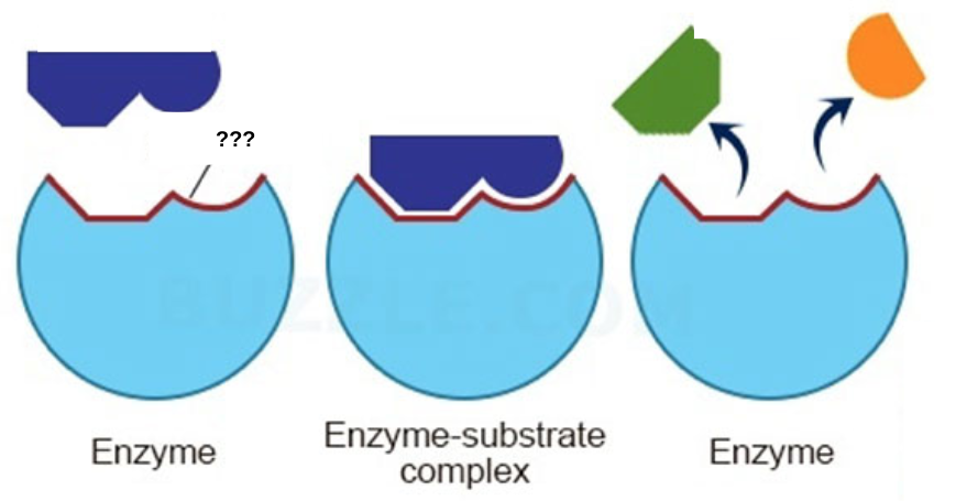 <p>the specific shape that determines an enzymes job</p>