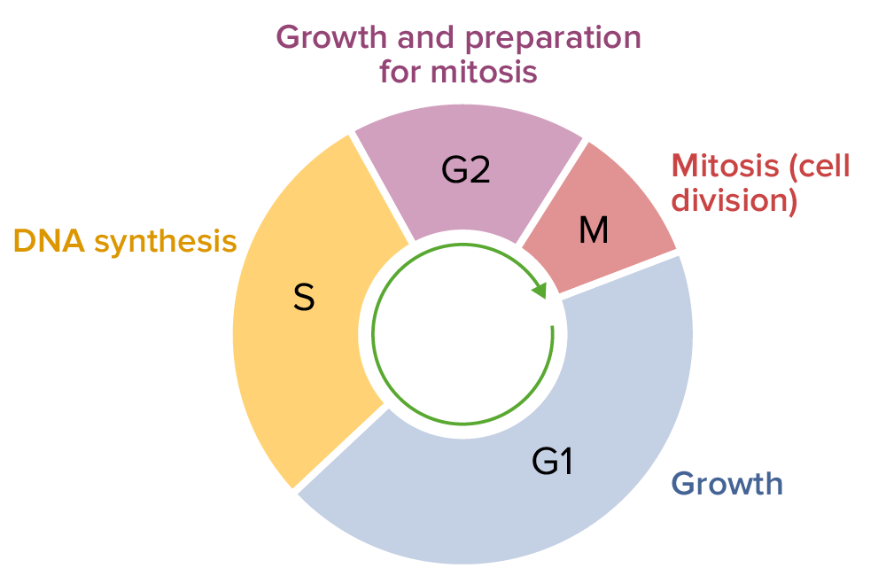 
1. G1 phase: Cell grows
2. S phase: DNA synthesis (chromosomes are copied)
3. G2 phase: Cell grows
4. M phase: Mitosis (cell division) occurs