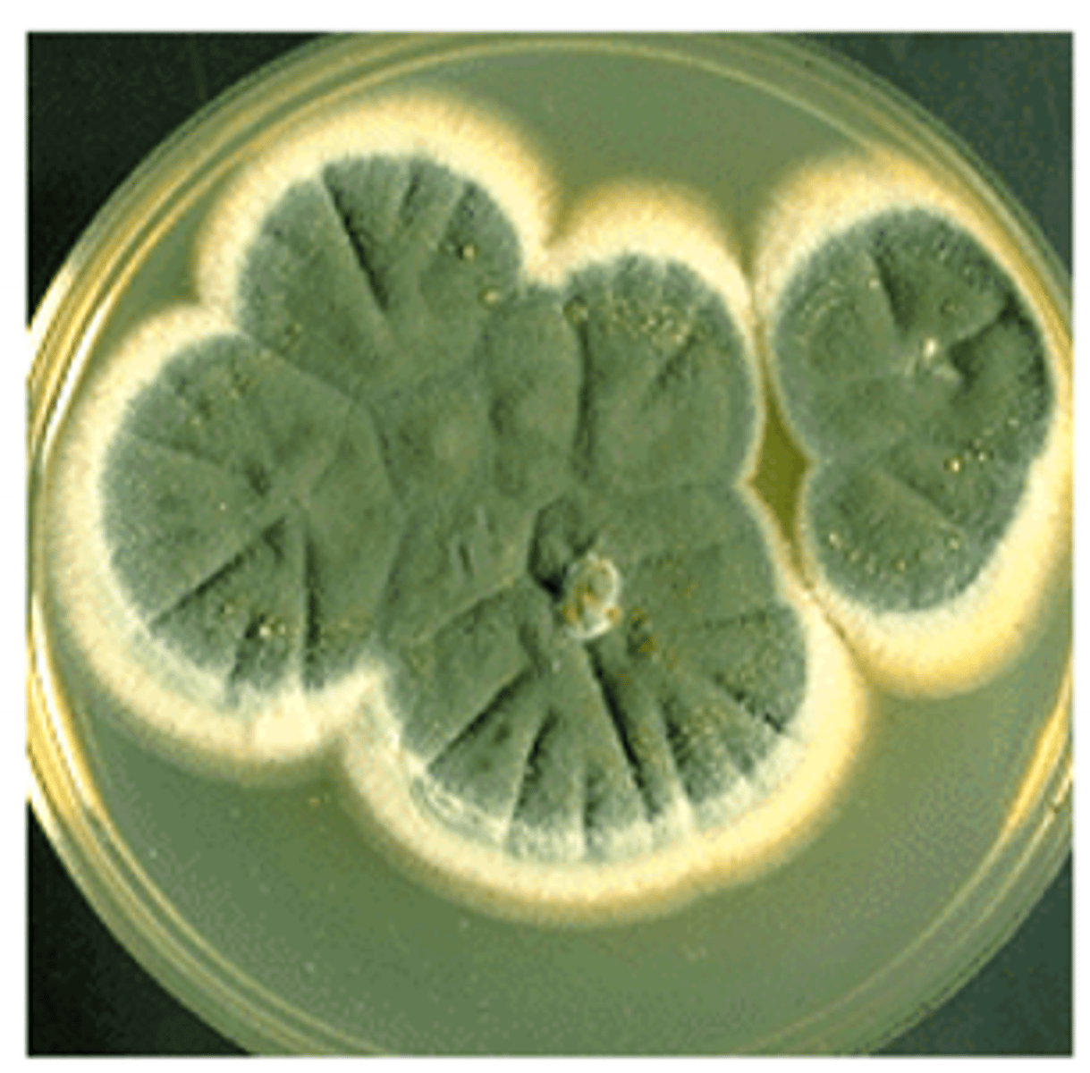 <p>appear to have more textures and pigments; identify with observation</p>