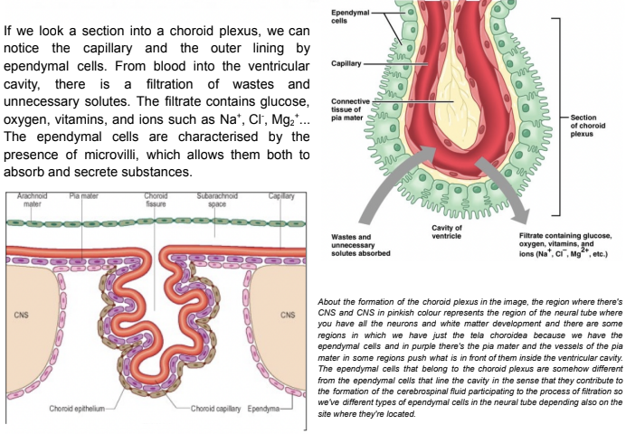 <ul><li><p>Notice the capillary and the outer lining by ependymal cells</p></li><li><p>From blood into the ventricular cavity, there is a filtration of wastes and unneccesary solutes —</p><ul><li><p>Filtrate contains glucose, O2, vitamens, &amp; ions (Na+, Cl-, Mg2+..)</p></li></ul></li><li><p>Ependymal cells are characterized by microvilli —</p><ul><li><p>Allows them to both absorb &amp; secrete substances</p></li></ul></li></ul>