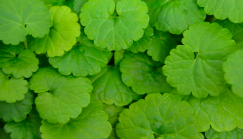 <p><span>Ground Ivy (Lamiaceae)</span></p>