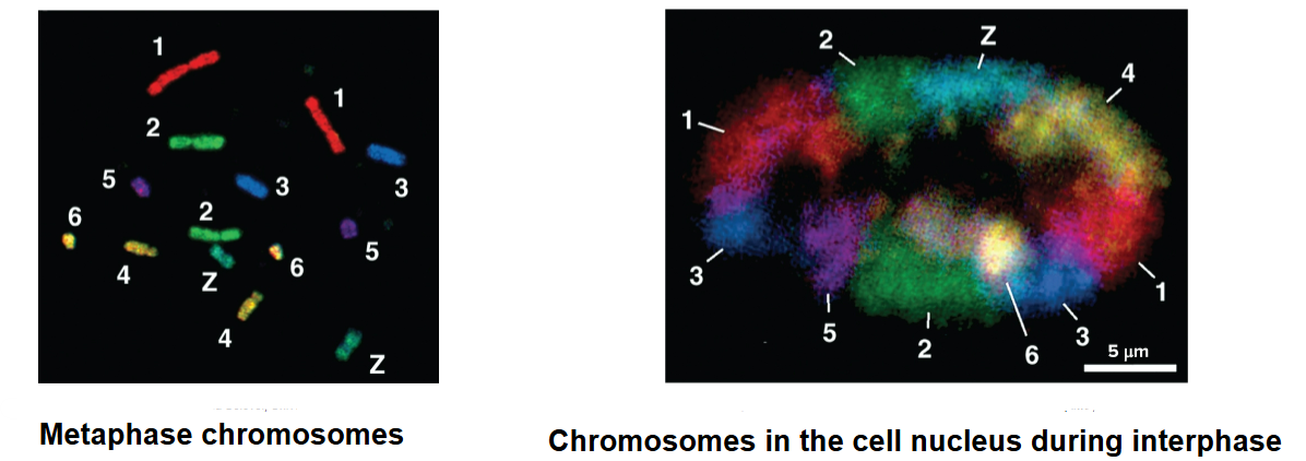 <ul><li><p>each chromosome in cell nucleus is in a discrete territory</p></li><li><p>shown in studies by Thomas and Christoph Cremer and others through fluorescent staining in which each chromosome is shown in a different color</p></li></ul><p></p>