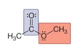 <p>Identify this structure:</p>