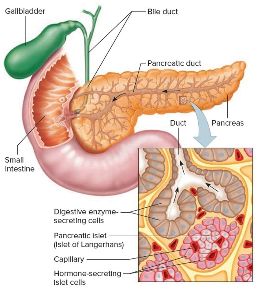 <ul><li><p>A gland that is made of 2 tissue types:</p><ul><li><p> Hormonal tissue (endocrine)</p></li><li><p>Digestive tissue (exocrine)</p><p></p></li></ul></li></ul>