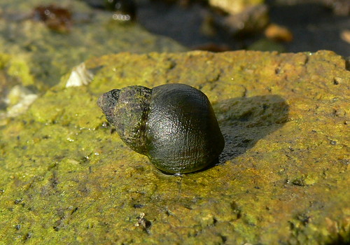 <p>Nassarius obsoletus</p>