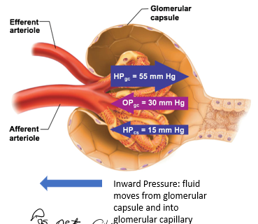 <p>HP<sub>cs </sub>is smaller than OP<sub>gc</sub>, usually at 15mmHg</p><ul><li><p>OP<sub>gc </sub>has more influence on the inward pressure</p></li></ul><p></p>